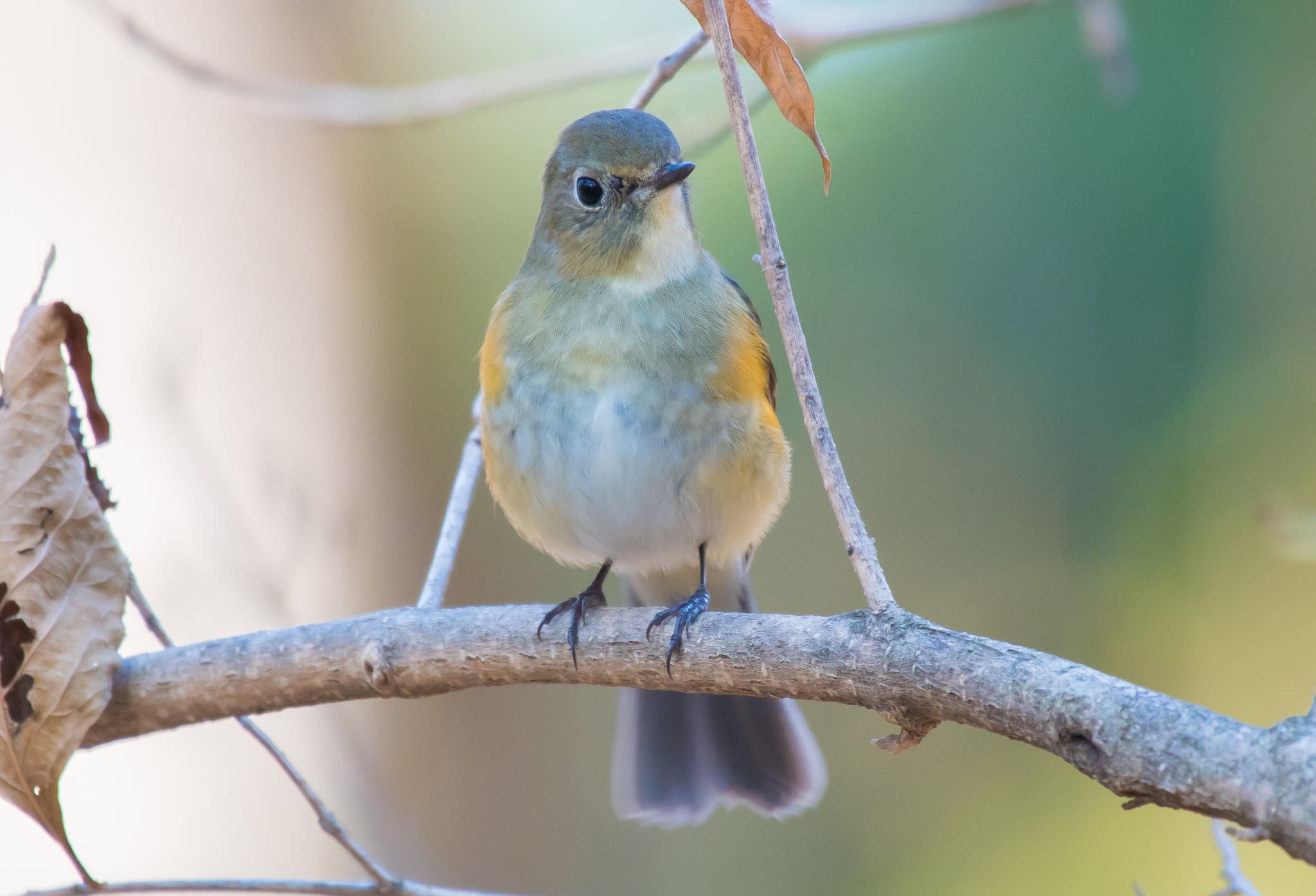 Photo of Red-flanked Bluetail at 東京都立桜ヶ丘公園(聖蹟桜ヶ丘) by Jgogo