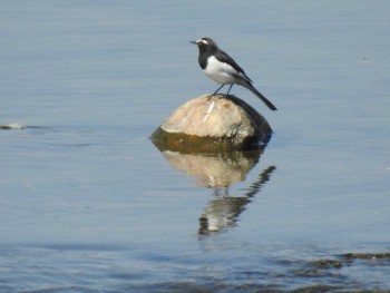 Japanese Wagtail 鴨川 Sat, 3/7/2020