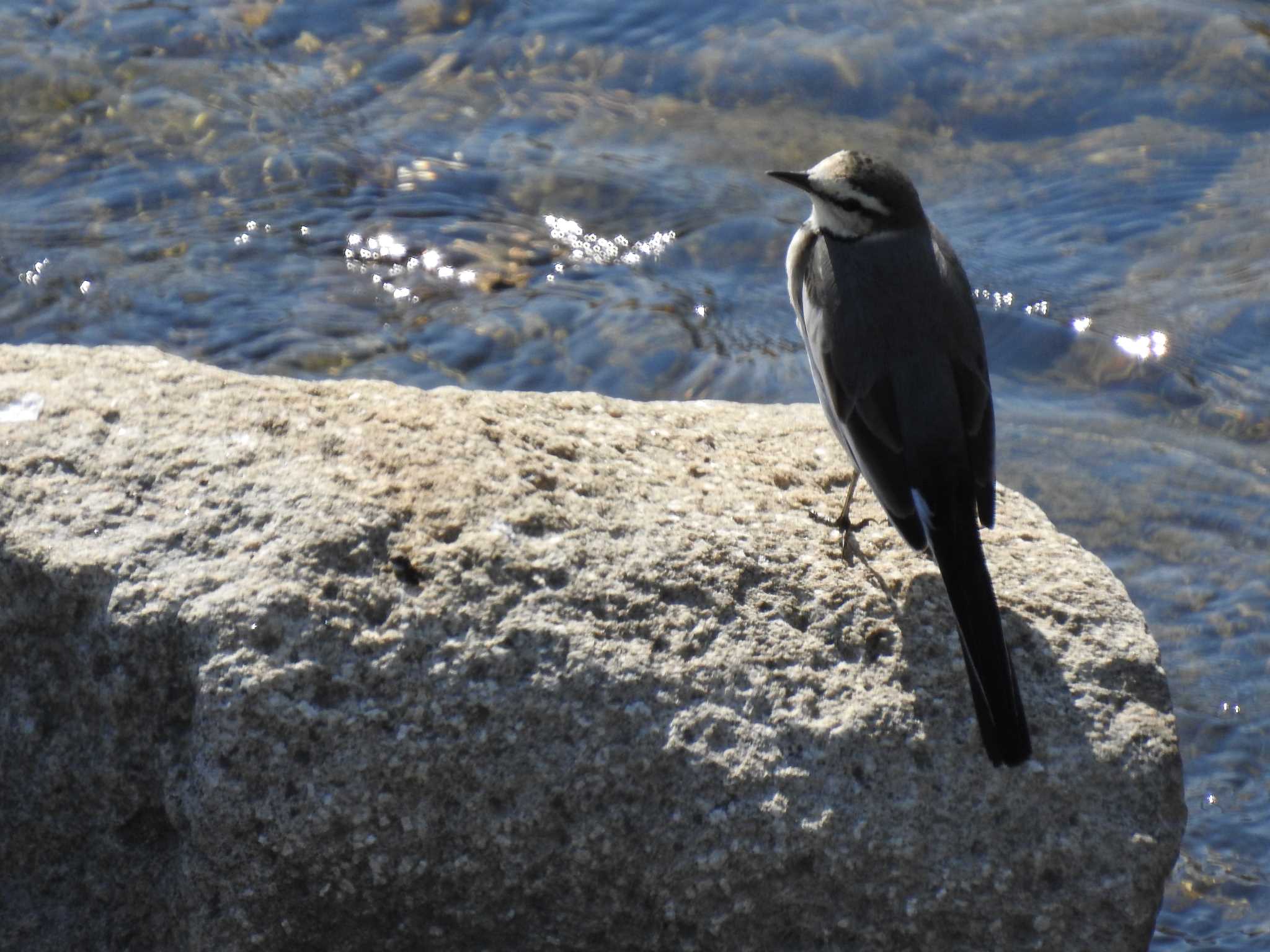 Photo of White Wagtail at 鴨川 by hideneil