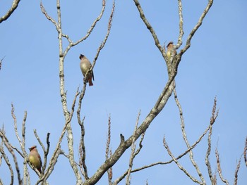 2020年3月7日(土) 京都府立植物園の野鳥観察記録