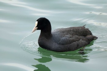 Eurasian Coot Arima Fuji Park Sat, 3/7/2020