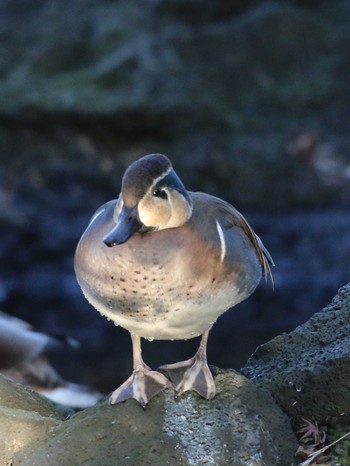 Baikal Teal Shinjuku Gyoen National Garden Unknown Date