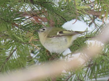 2020年2月20日(木) 野幌森林公園の野鳥観察記録