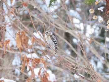 Japanese Pygmy Woodpecker(seebohmi) 野幌森林公園 Thu, 2/20/2020