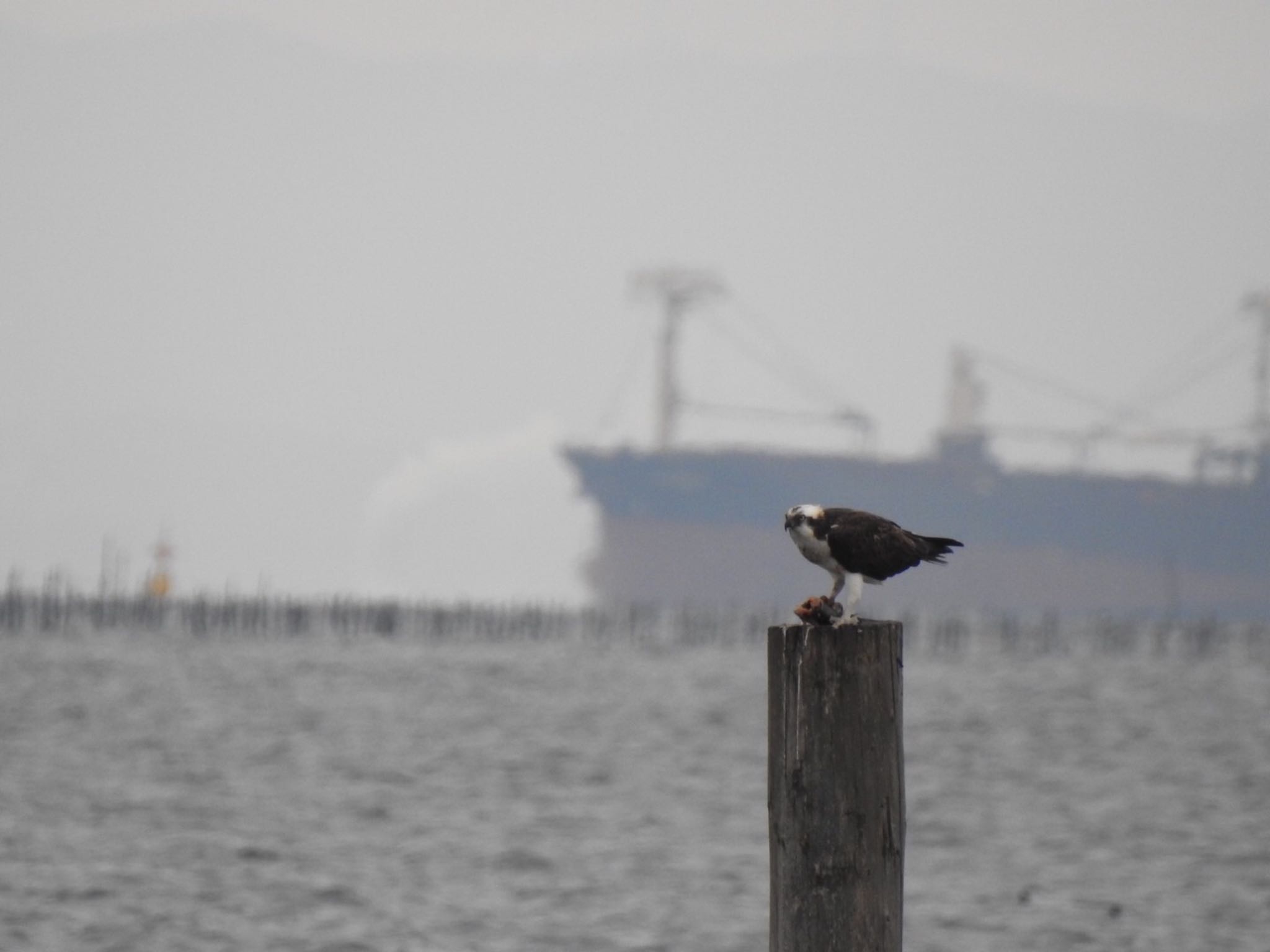 ふなばし三番瀬海浜公園 ミサゴの写真 by da