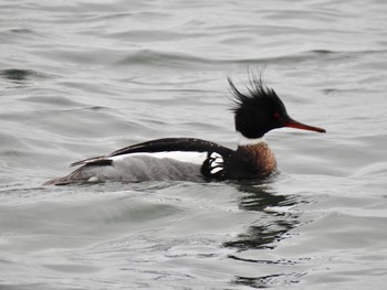 2020年3月7日(土) ふなばし三番瀬海浜公園の野鳥観察記録