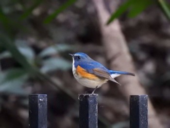 2020年3月7日(土) 東高根森林公園の野鳥観察記録