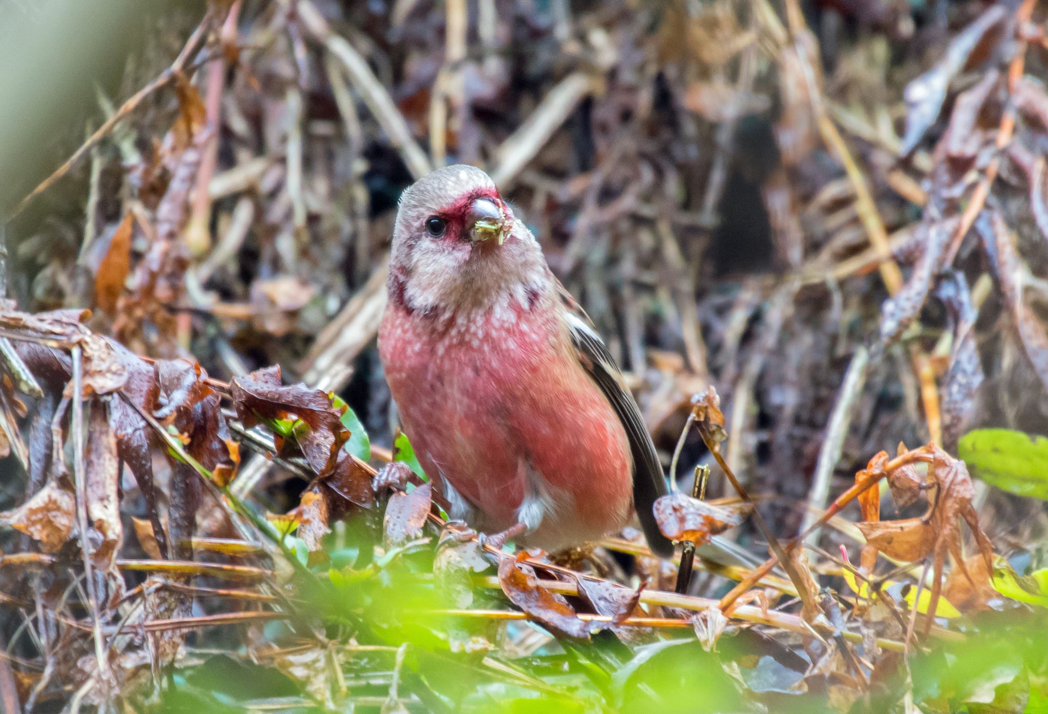 Photo of Siberian Long-tailed Rosefinch at Hayatogawa Forest Road by Jgogo