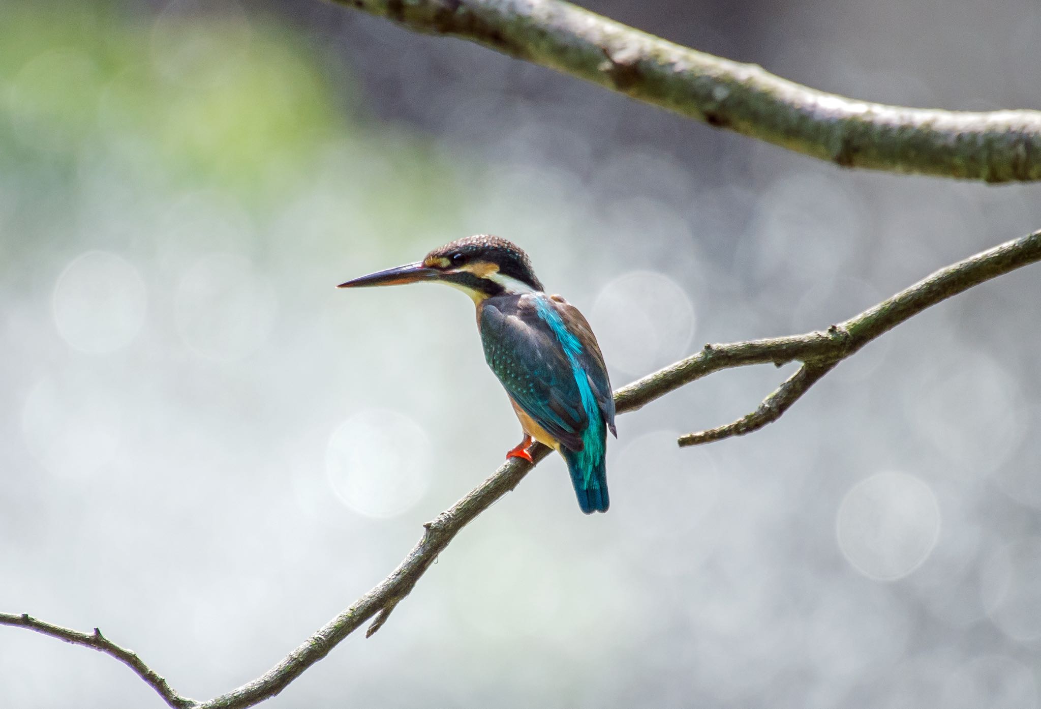 Photo of Common Kingfisher at 和田堀公園 by Jgogo