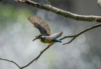 カワセミ 和田堀公園 2019年9月7日(土)