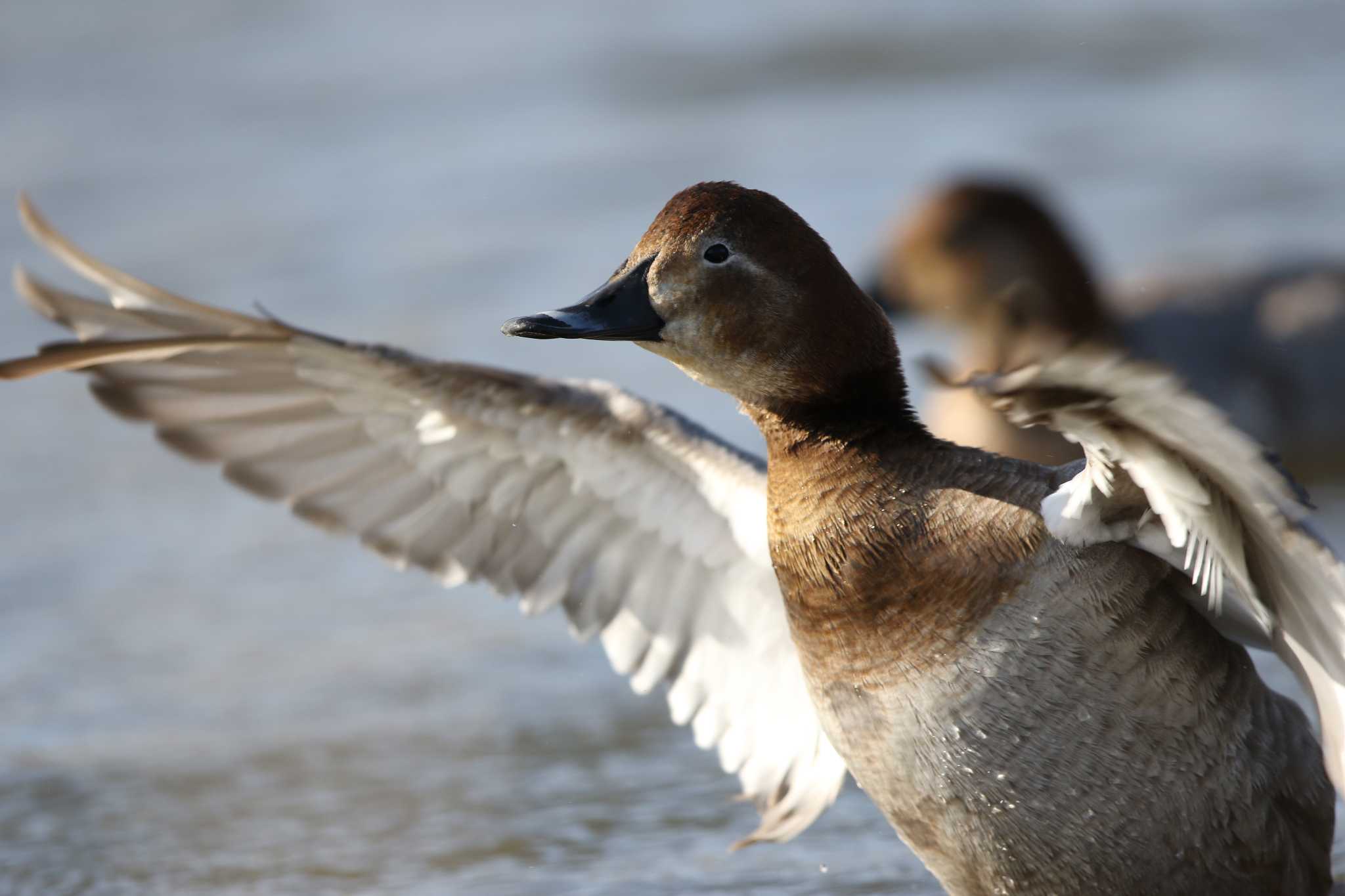 Photo of Common Pochard at Kasai Rinkai Park by Trio