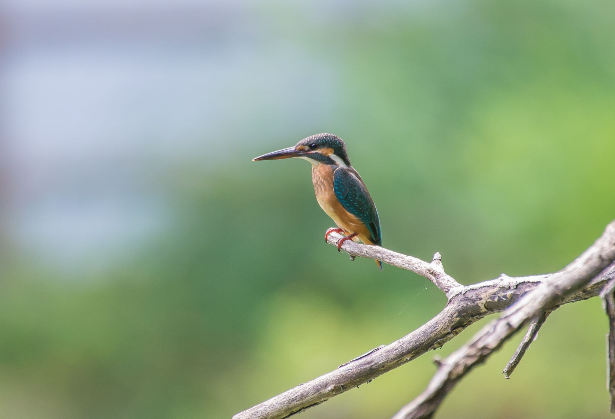 Photo of Common Kingfisher at 和田堀公園 by Jgogo