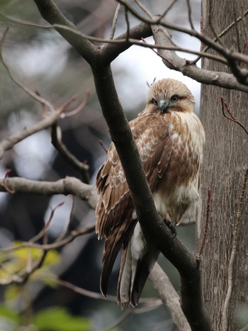 Eastern Buzzard Shinjuku Gyoen National Garden Unknown Date