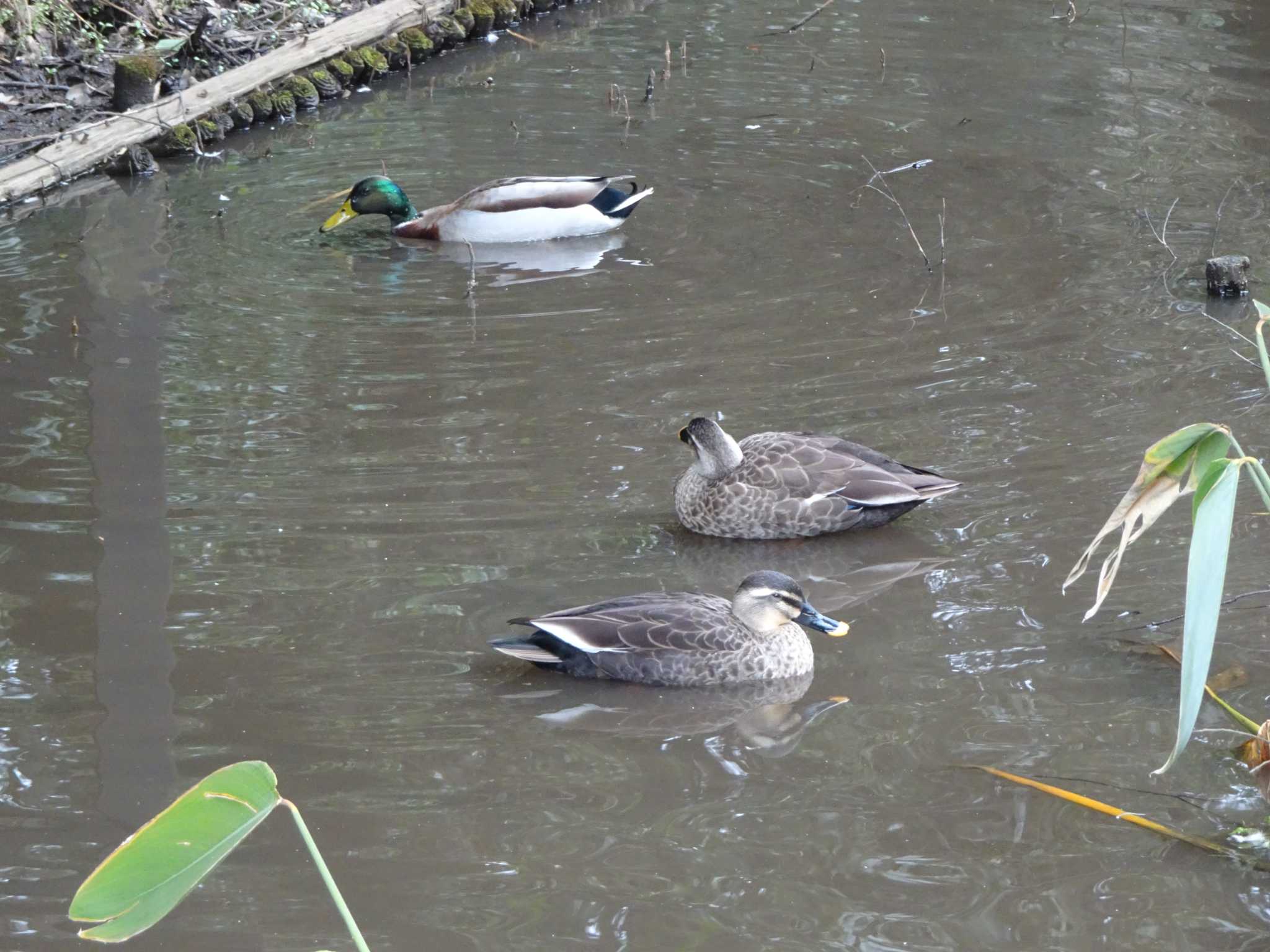 東高根森林公園 マガモの写真 by Kozakuraband