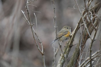 Red-flanked Bluetail 静岡県小山町 Sat, 3/7/2020