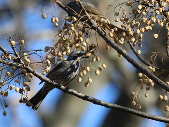 Brown-eared Bulbul Shinjuku Gyoen National Garden Unknown Date