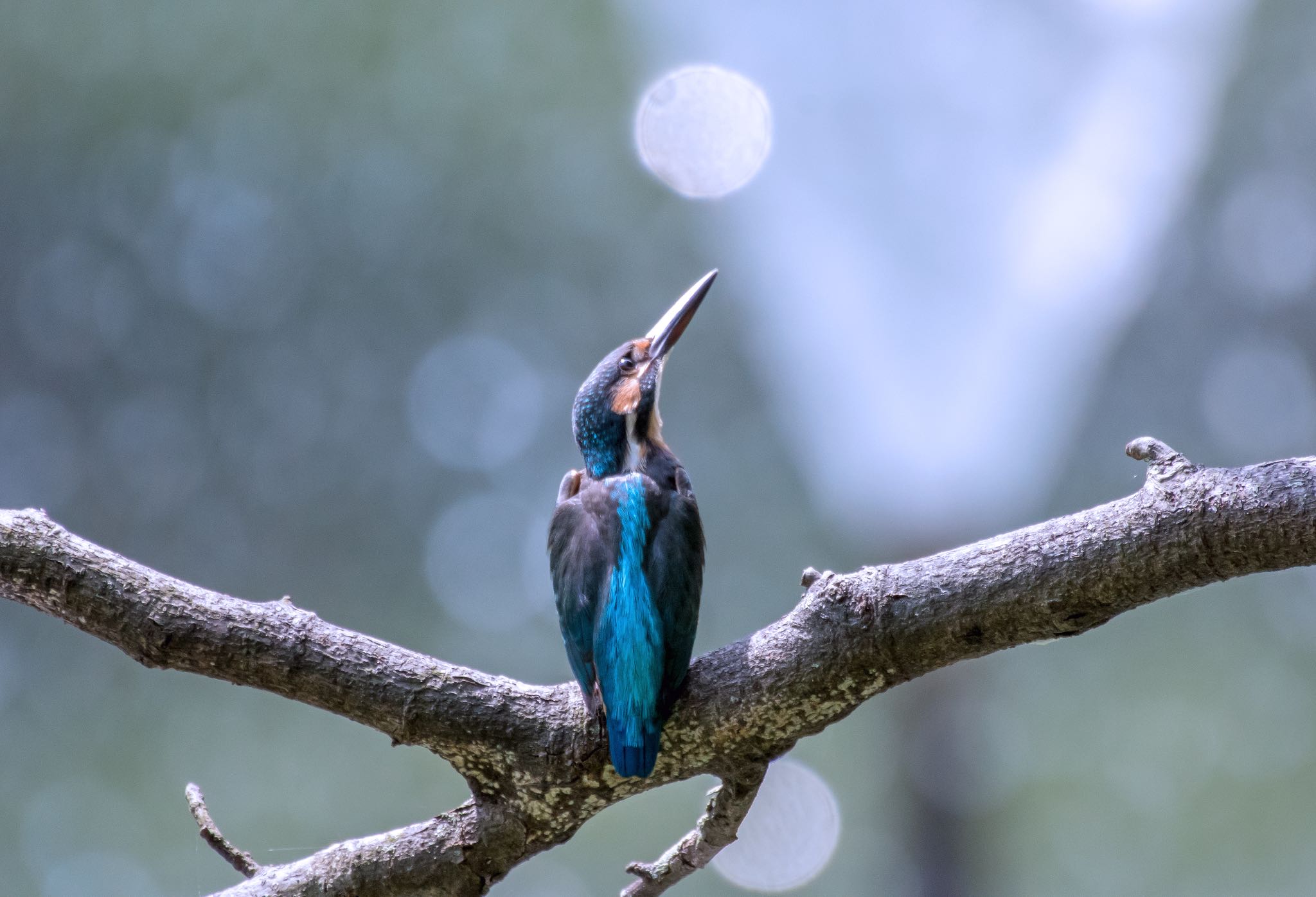 Photo of Common Kingfisher at 和田堀公園 by Jgogo