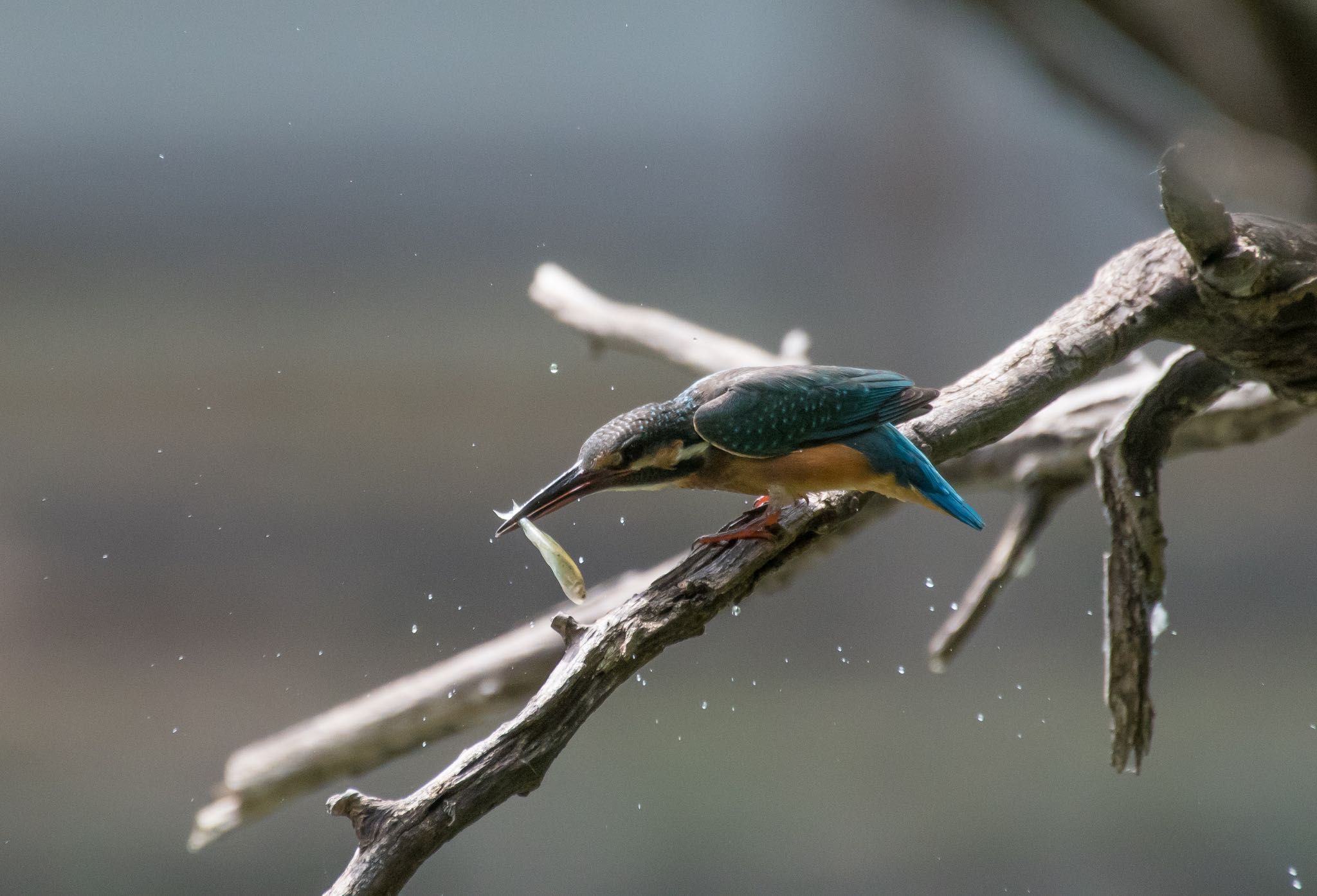 Photo of Common Kingfisher at 和田堀公園 by Jgogo