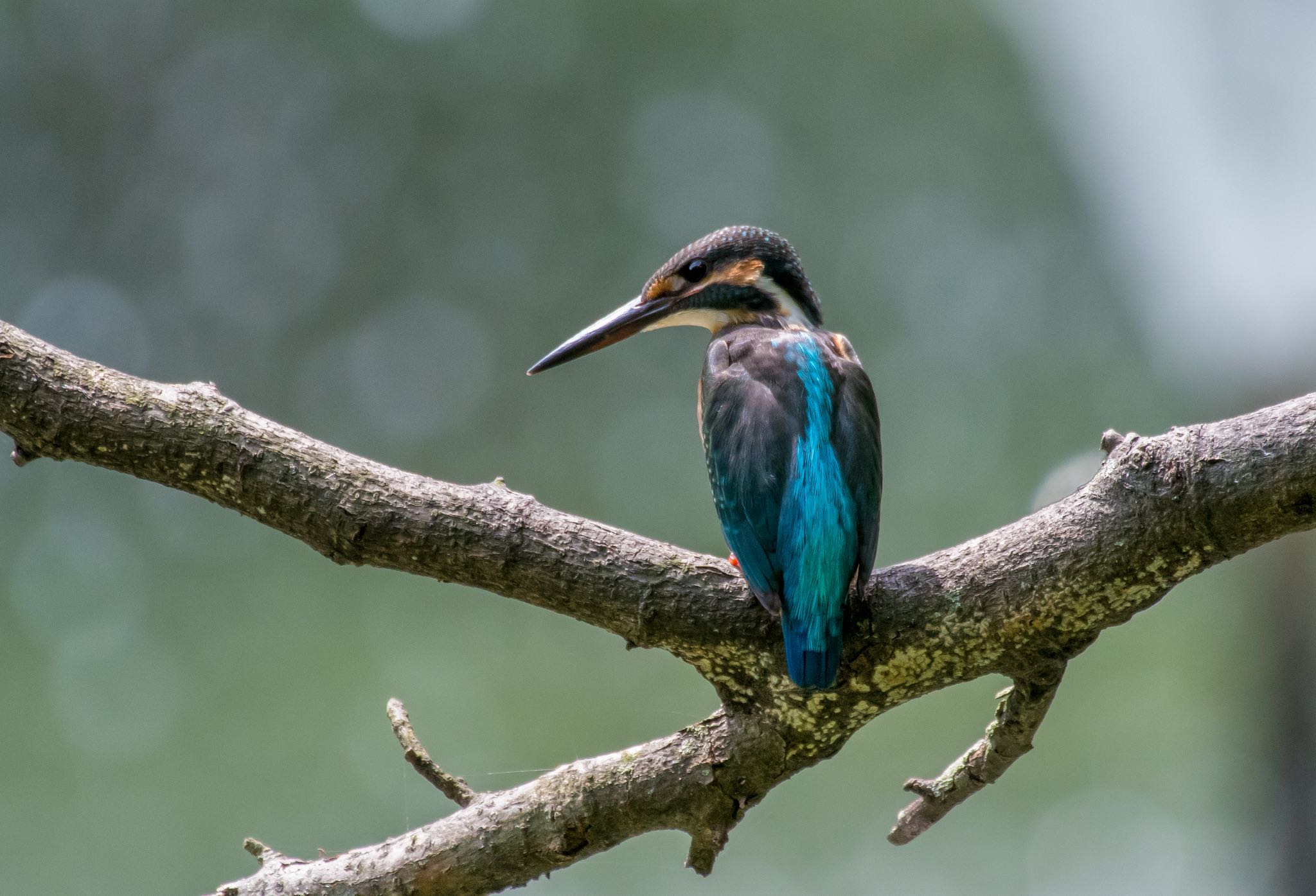 Photo of Common Kingfisher at 和田堀公園 by Jgogo