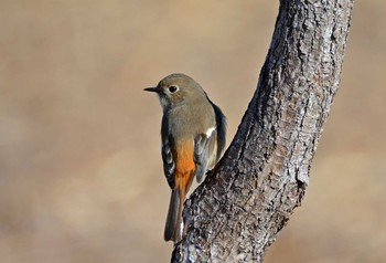 Daurian Redstart 浮島ヶ原自然公園 Sun, 2/4/2018