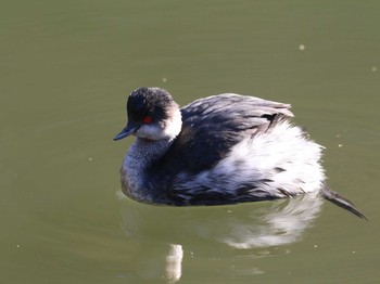 Black-necked Grebe Shinjuku Gyoen National Garden Unknown Date