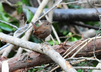 2020年3月7日(土) 東丹沢の林道の野鳥観察記録