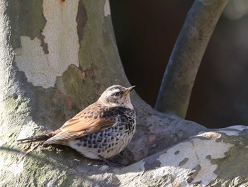 Dusky Thrush Shinjuku Gyoen National Garden Unknown Date