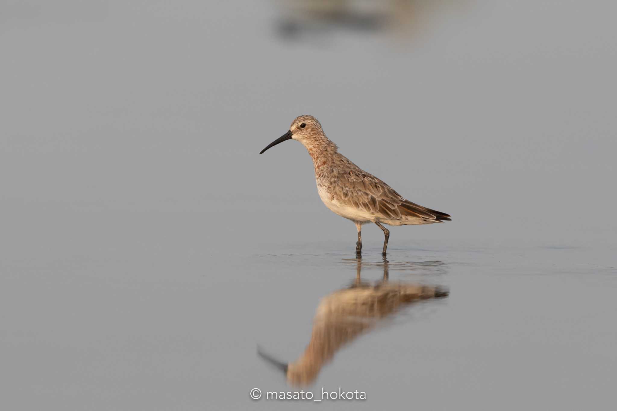 Khok Kham Bird Center サルハマシギの写真 by Trio