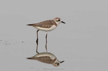 Greater Sand Plover Khok Kham Bird Center Sun, 2/9/2020