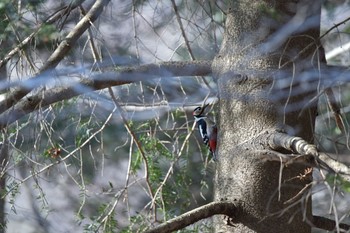 Great Spotted Woodpecker 静岡県小山町 Sat, 3/7/2020