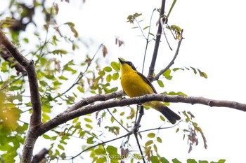 フィジーモズヒタキ Colo-I-Suva Forest Park 2019年9月17日(火)