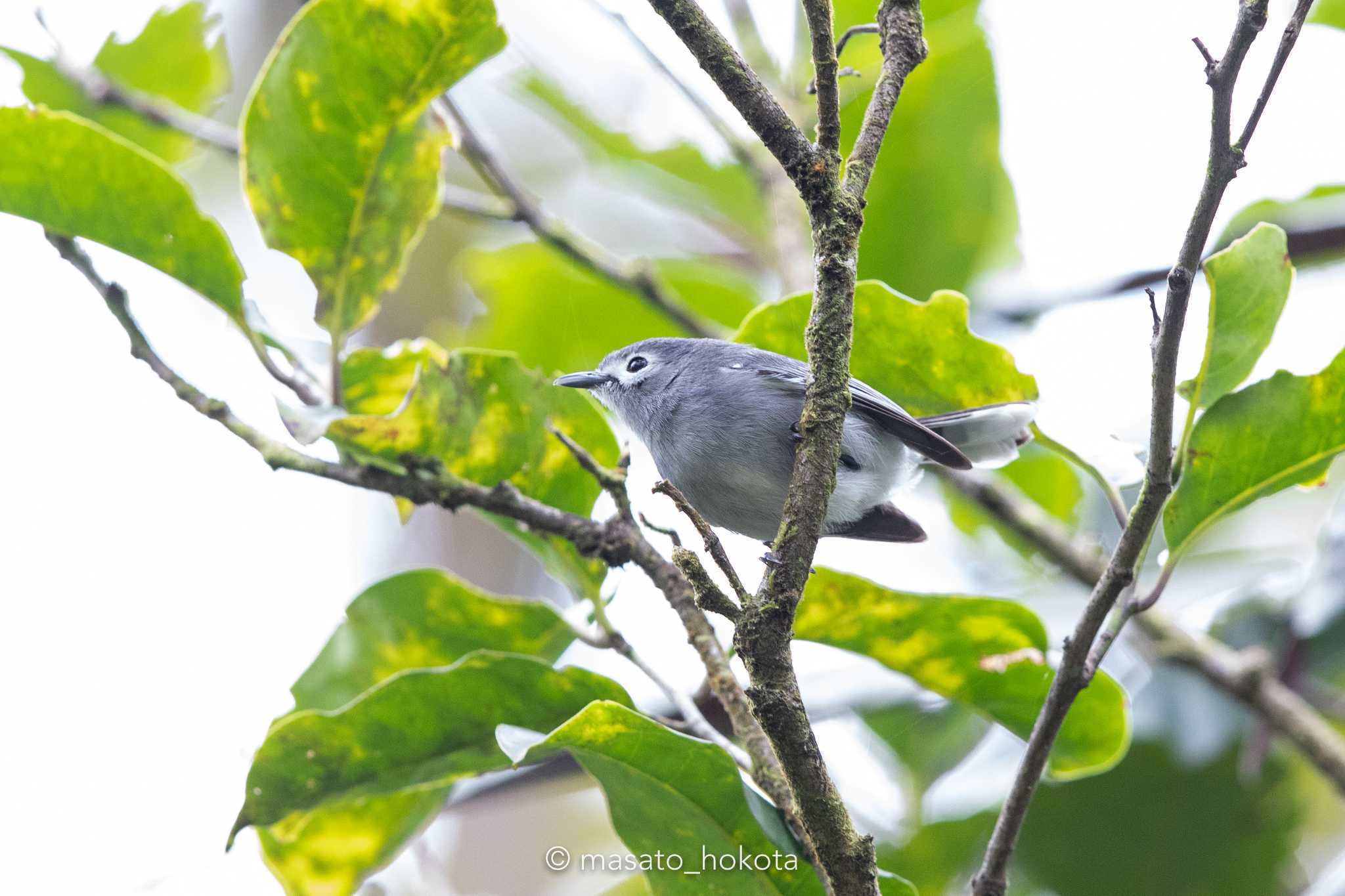 Slaty Monarch