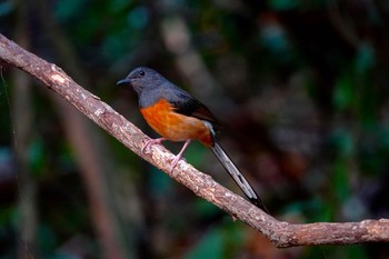 アカハラシキチョウ タイ中部 2020年2月9日(日)