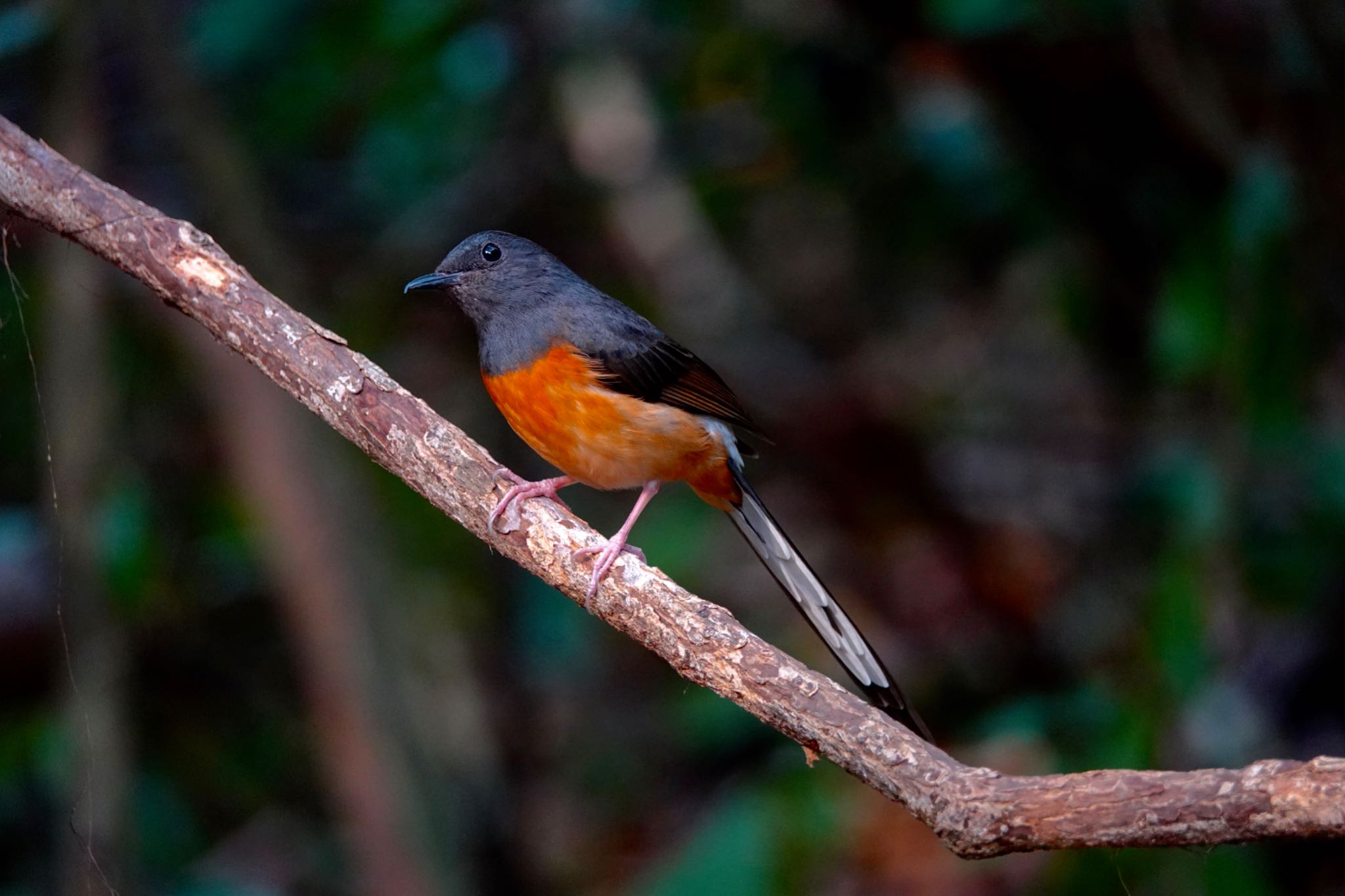 Photo of White-rumped Shama at タイ中部 by のどか