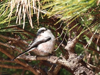 Long-tailed Tit Shinjuku Gyoen National Garden Unknown Date