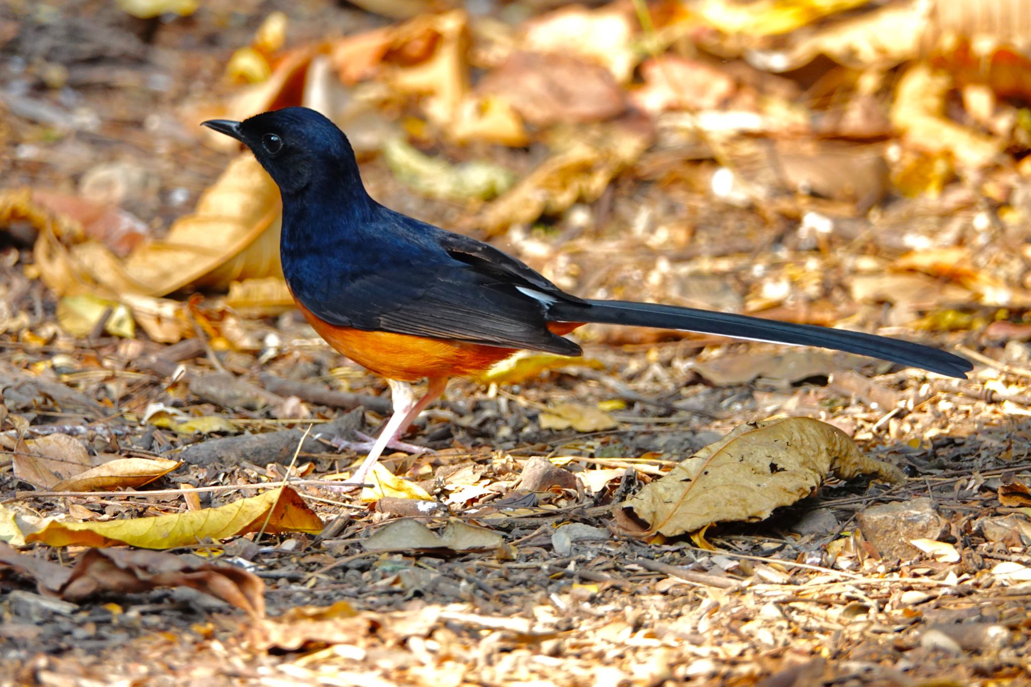 タイ中部 アカハラシキチョウの写真 by のどか