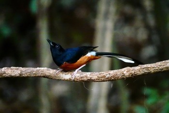 アカハラシキチョウ タイ中部 2020年2月9日(日)