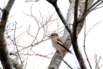 2020年3月5日(木) 武蔵野の森公園の野鳥観察記録