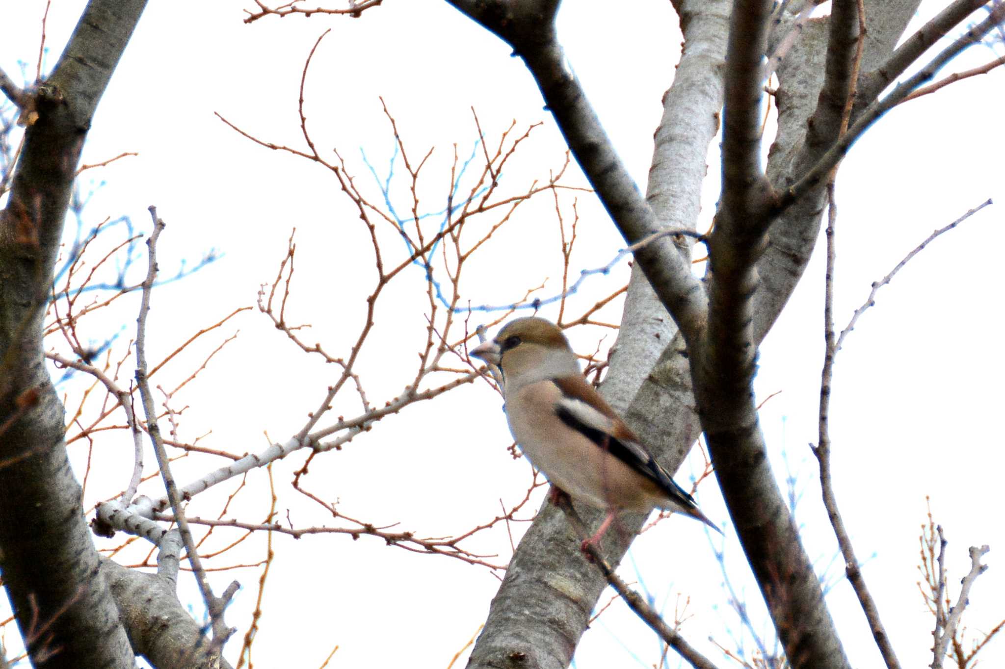 Hawfinch