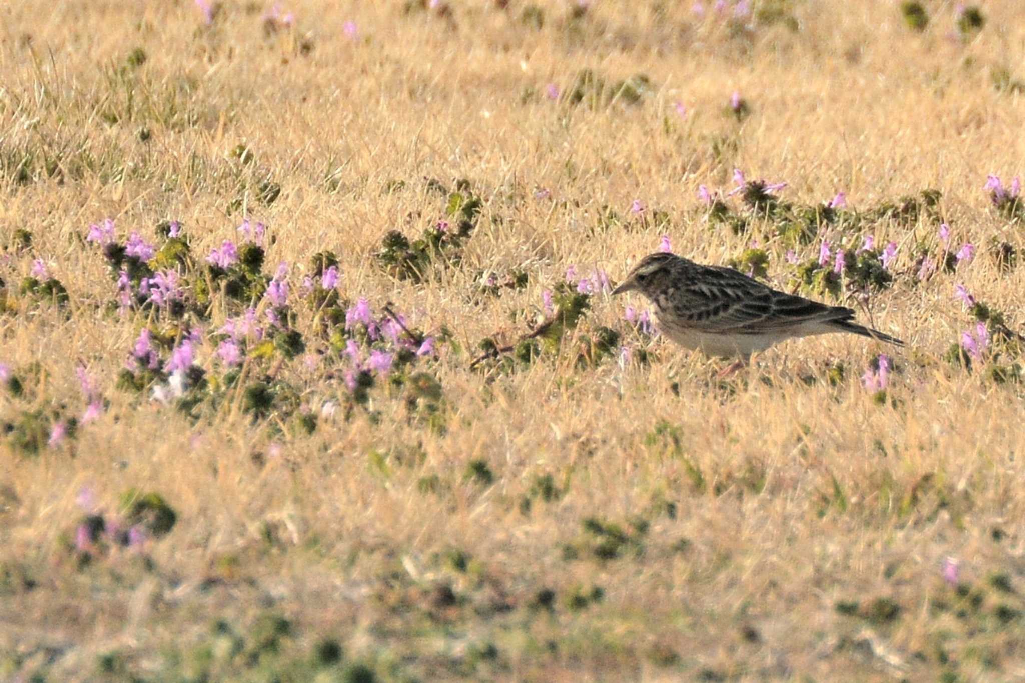 Photo of Eurasian Skylark at Musashino-no-mori Park by geto