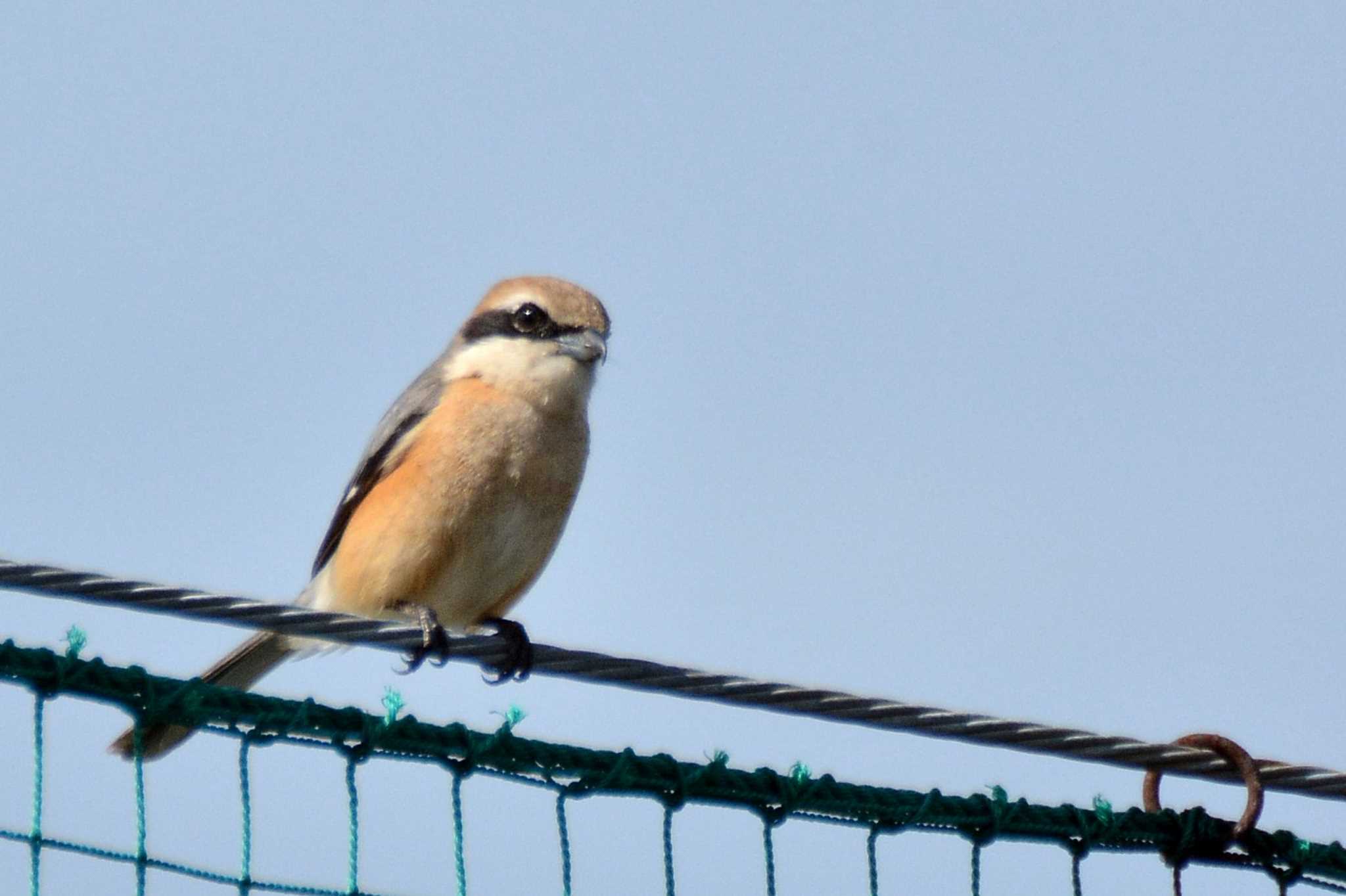 Photo of Bull-headed Shrike at Musashino-no-mori Park by geto