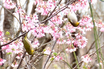 メジロ 神代植物公園 2020年3月7日(土)