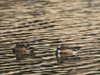 Northern Shoveler Shinjuku Gyoen National Garden Unknown Date