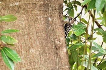 Sat, 3/7/2020 Birding report at 神代植物公園