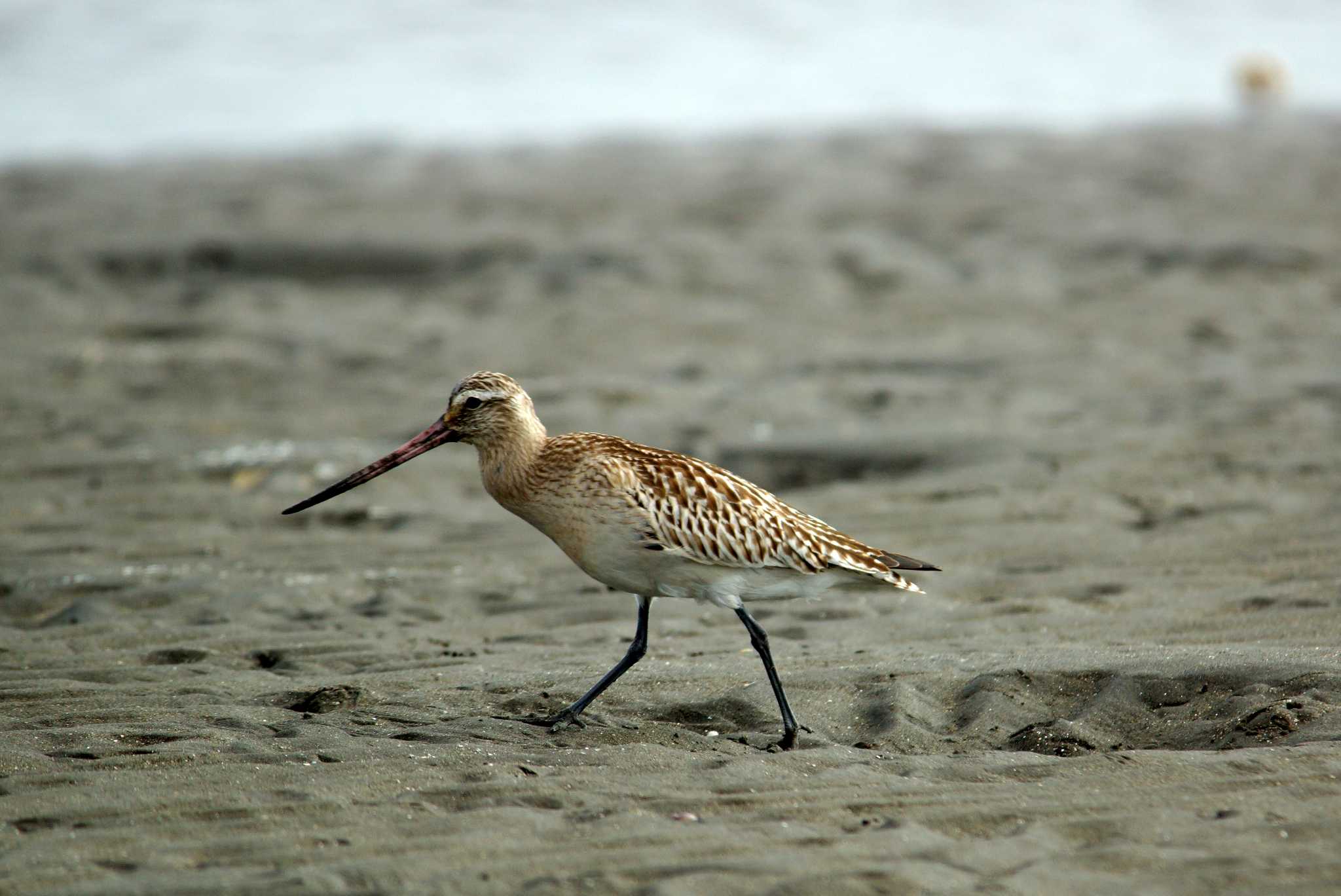 Photo of Bar-tailed Godwit at 千葉県 by 旭っ子 Ｍ