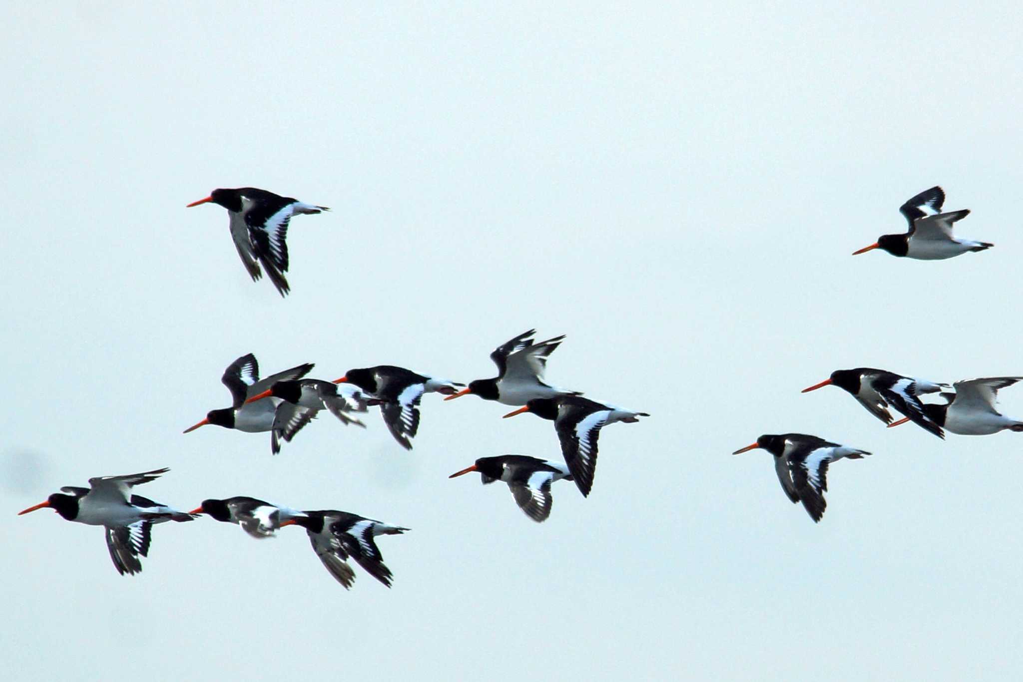 Photo of Eurasian Oystercatcher at 千葉県 by 旭っ子 Ｍ