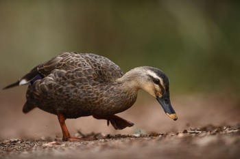 Eastern Spot-billed Duck Kitamoto Nature Observation Park Sat, 3/7/2020