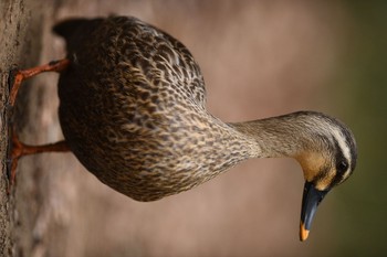 カルガモ 北本自然観察公園 2020年3月7日(土)