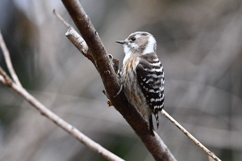 Japanese Pygmy Woodpecker Kitamoto Nature Observation Park Sat, 3/7/2020