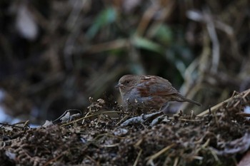 Japanese Accentor Hayatogawa Forest Road Thu, 2/11/2016